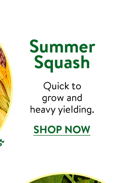 Squash Seeds