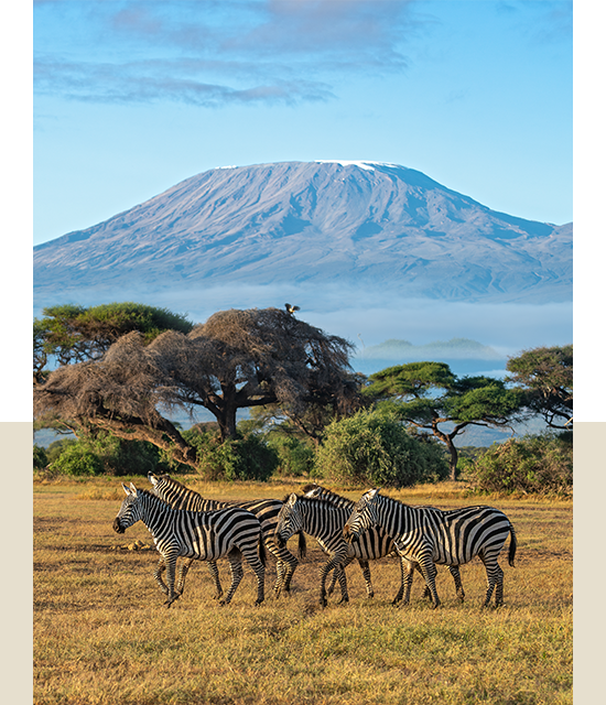 Safari
