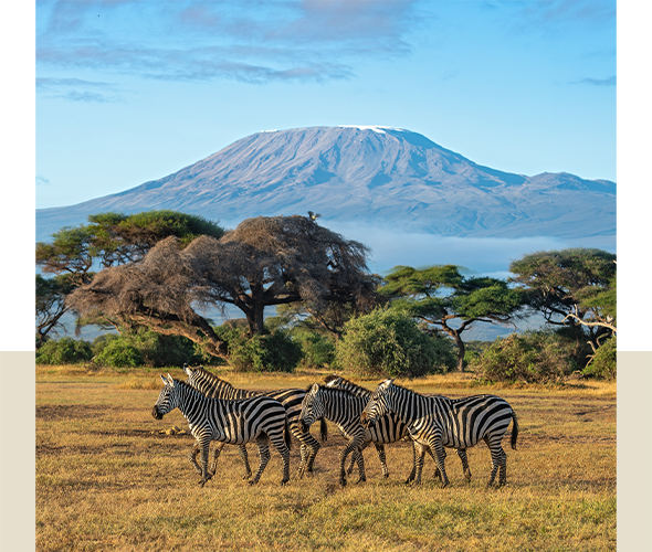 Safari