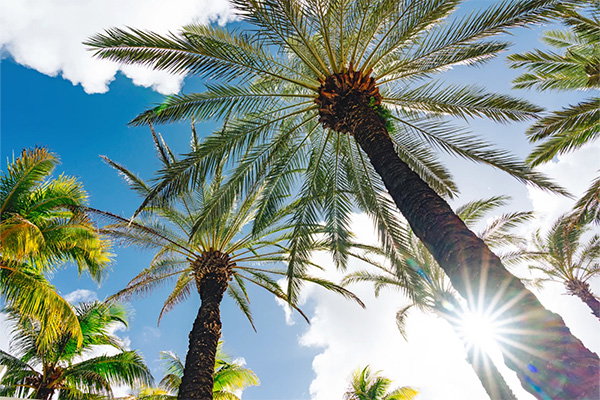Palmen aus der Froschperspektive vor blauem Himmel, mit Sonnenstrahlen zwischen den Blättern.| Link zu AIDA