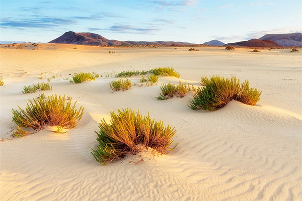 Weite, helle Sandlandschaft mit sanften Dünen und vereinzelten grünen Sträuchern, im Hintergrund vulkanische Berge unter blauem Himmel. |Link zu AIDA