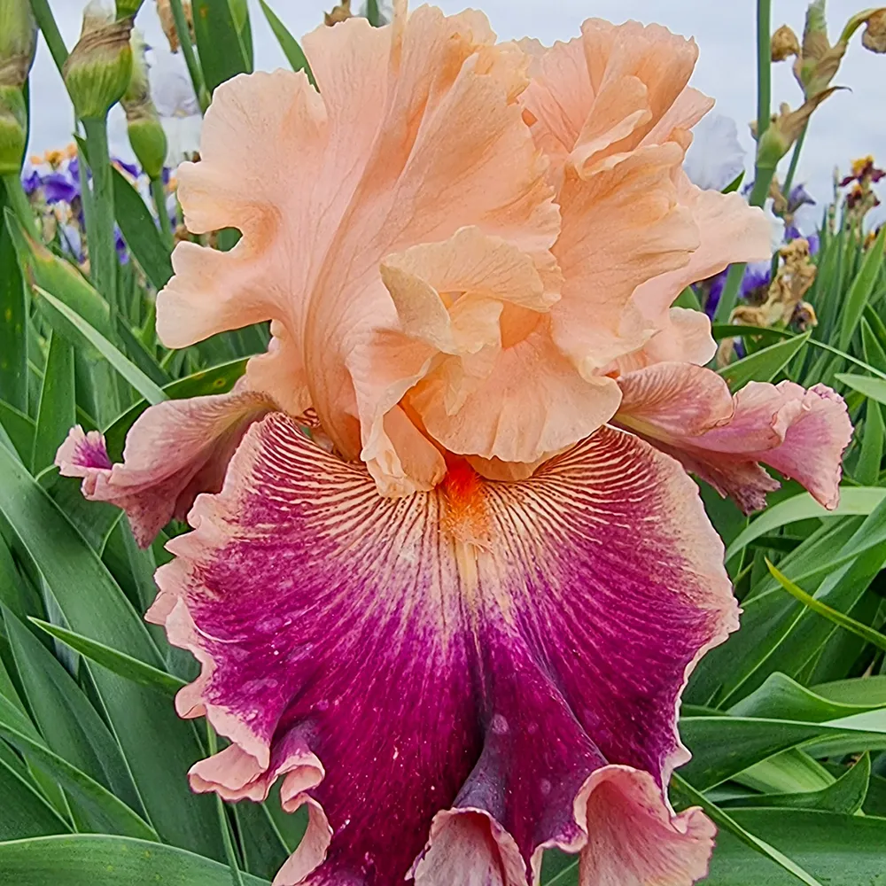 German Iris Frilly Dress