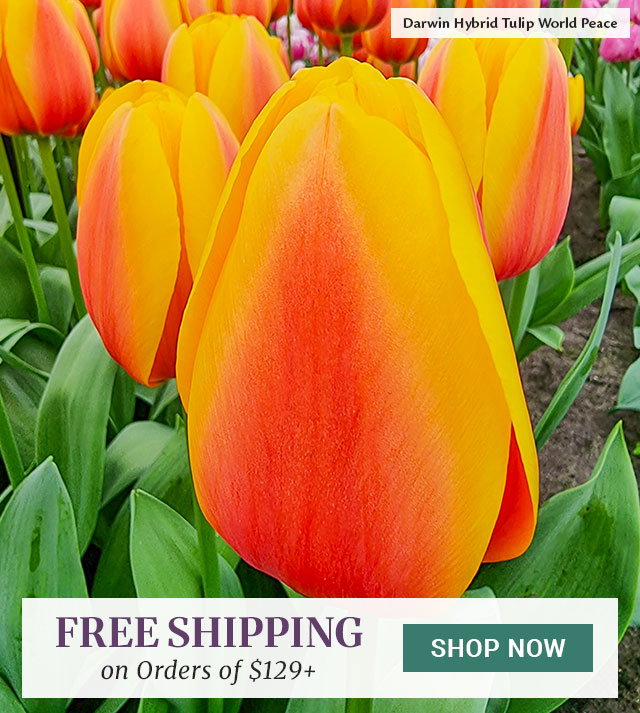 Free Shipping on Orders of $129+Ends Saturday! Free shipping when you spend $129+ on fall-shipped items.-width: 638px; height: auto;