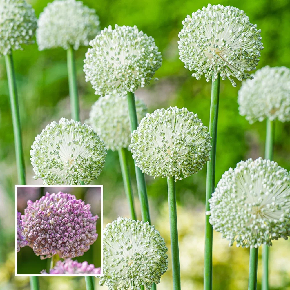 Allium Ping Pong