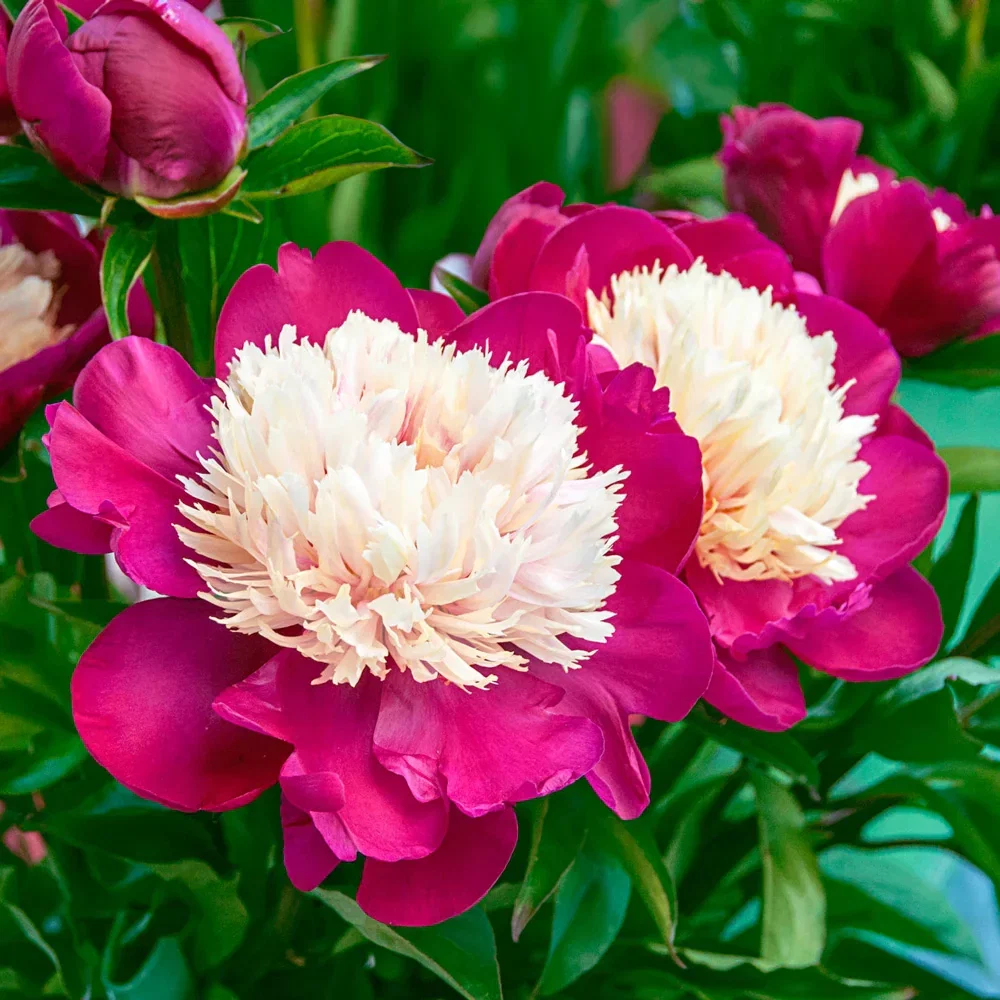 Bush Peony White Cap