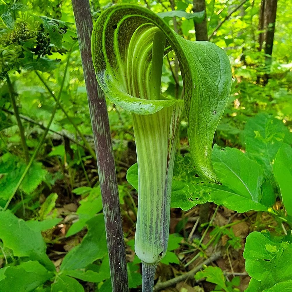 Jack in the Pulpit