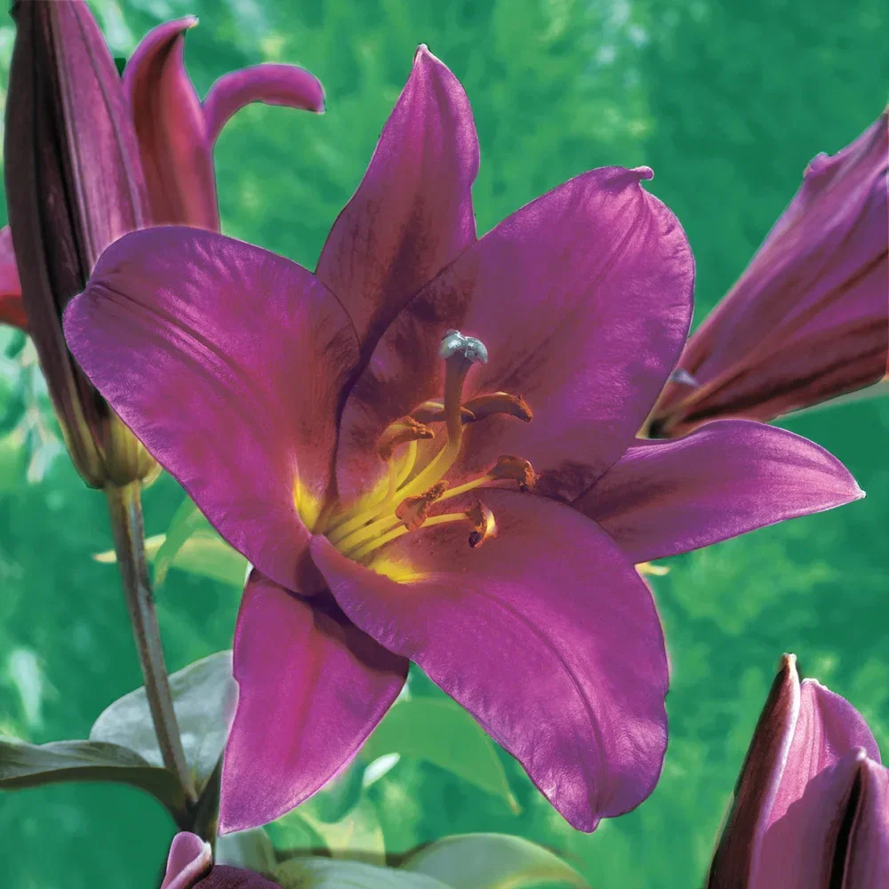 Giant Hybrid Lily Purple Prince