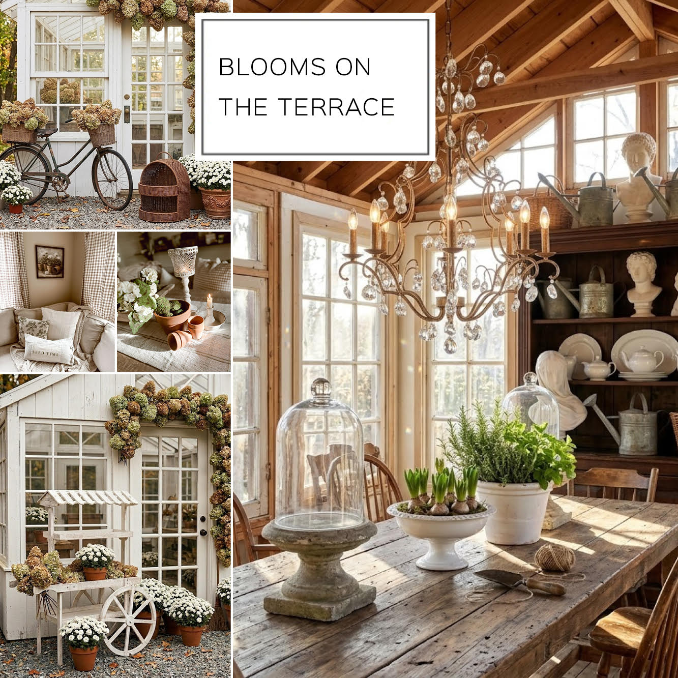 BLOOMS ON THE TERRACE