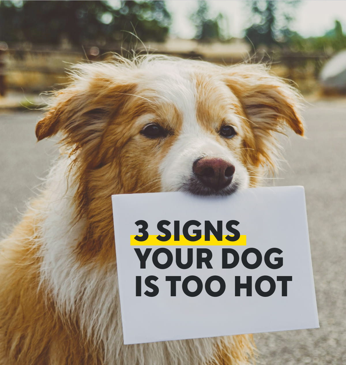 3 Signs Your Dog Is Too Hot