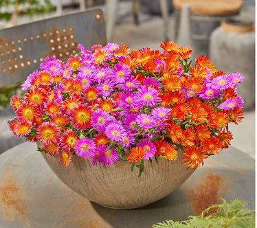 Roberta's 6pc Ocean Sunset Series Ice Plant Live Plants