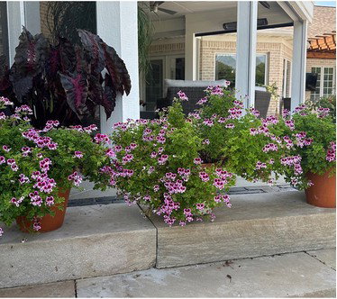 Roberta's 3pc Mosquitaway Citronella Geranium Live Plants