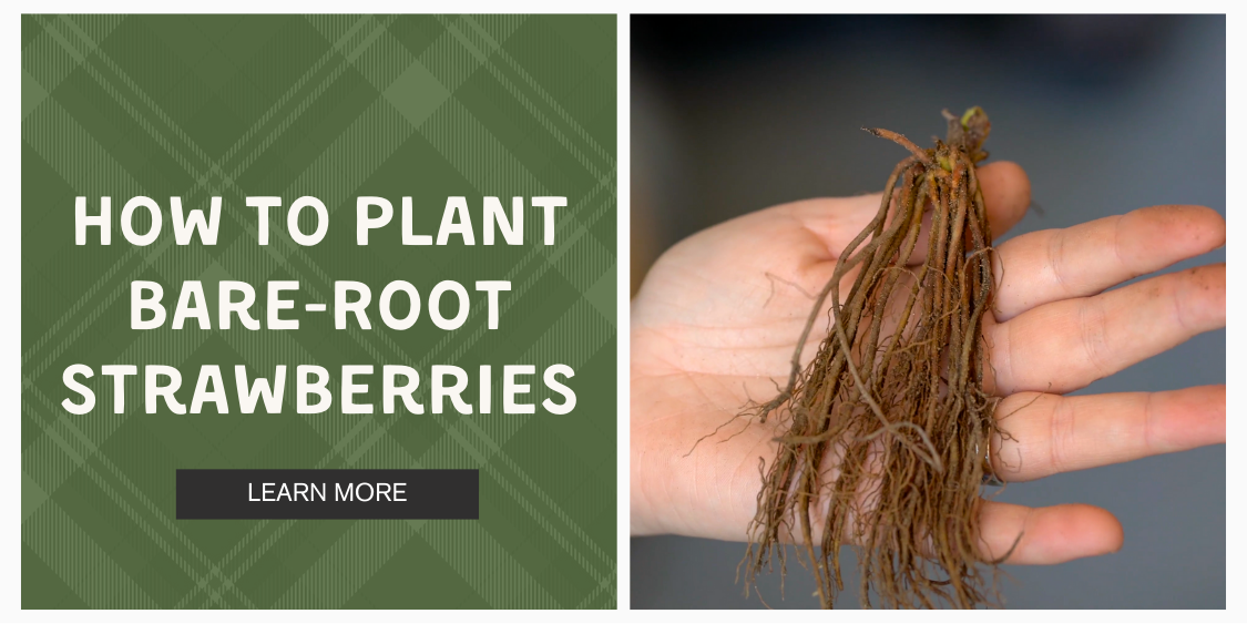 How to plant bare-root strawberries