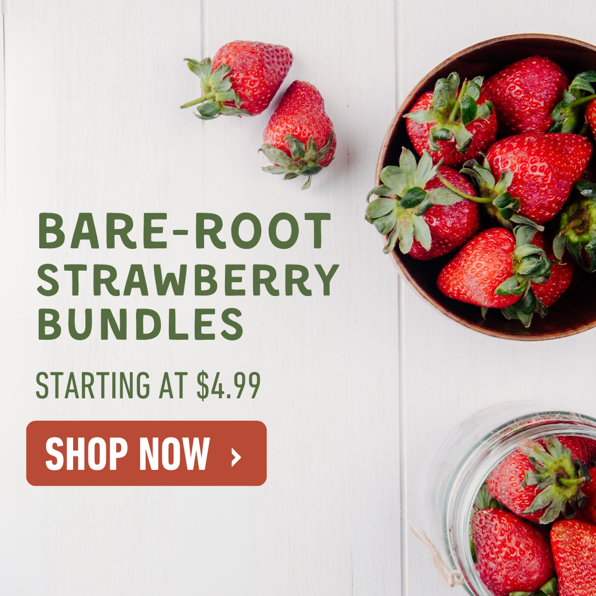 Bare-Root Strawberries