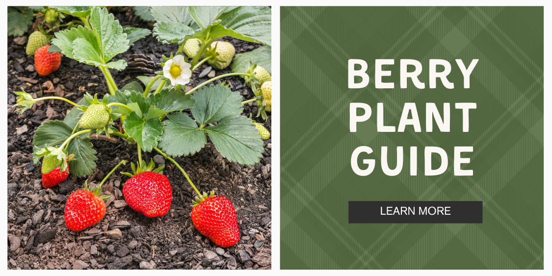 BERRY PLANT GUIDE