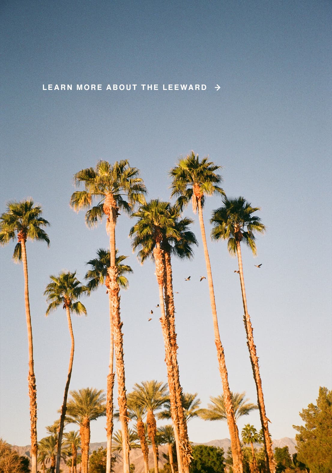 LEARN MORE ABOUT THE LEEWARD