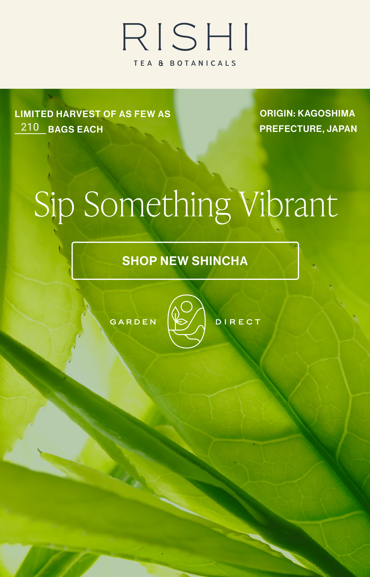 Shop Shincha