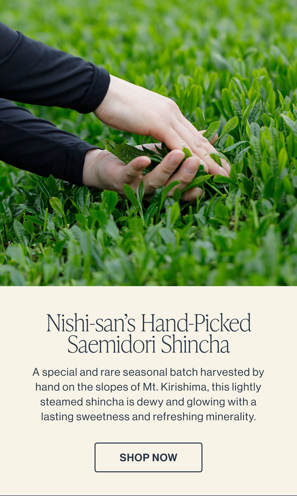 Nishi-san’s Hand-Picked Saemidori Shincha