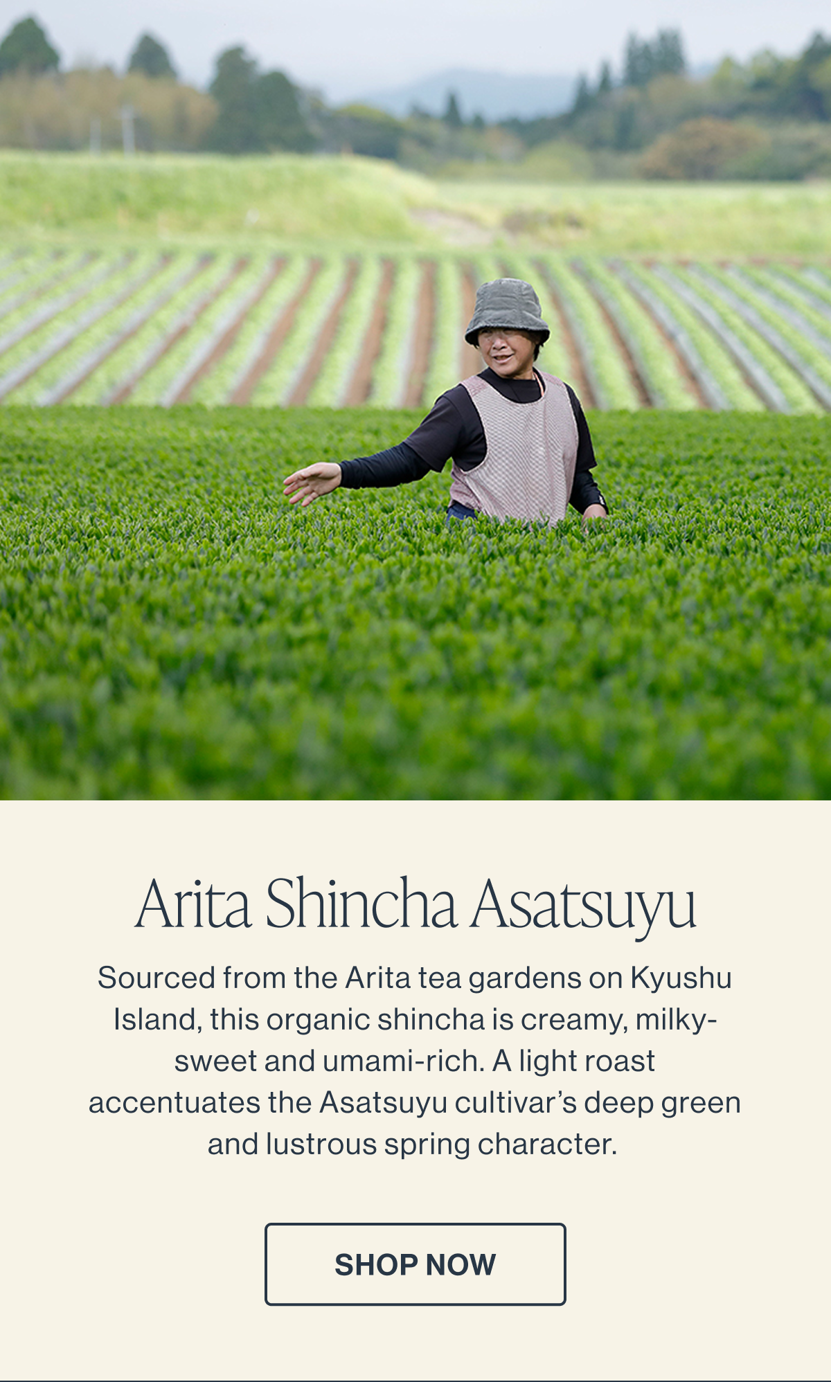 Arita Shincha Asatsuyu