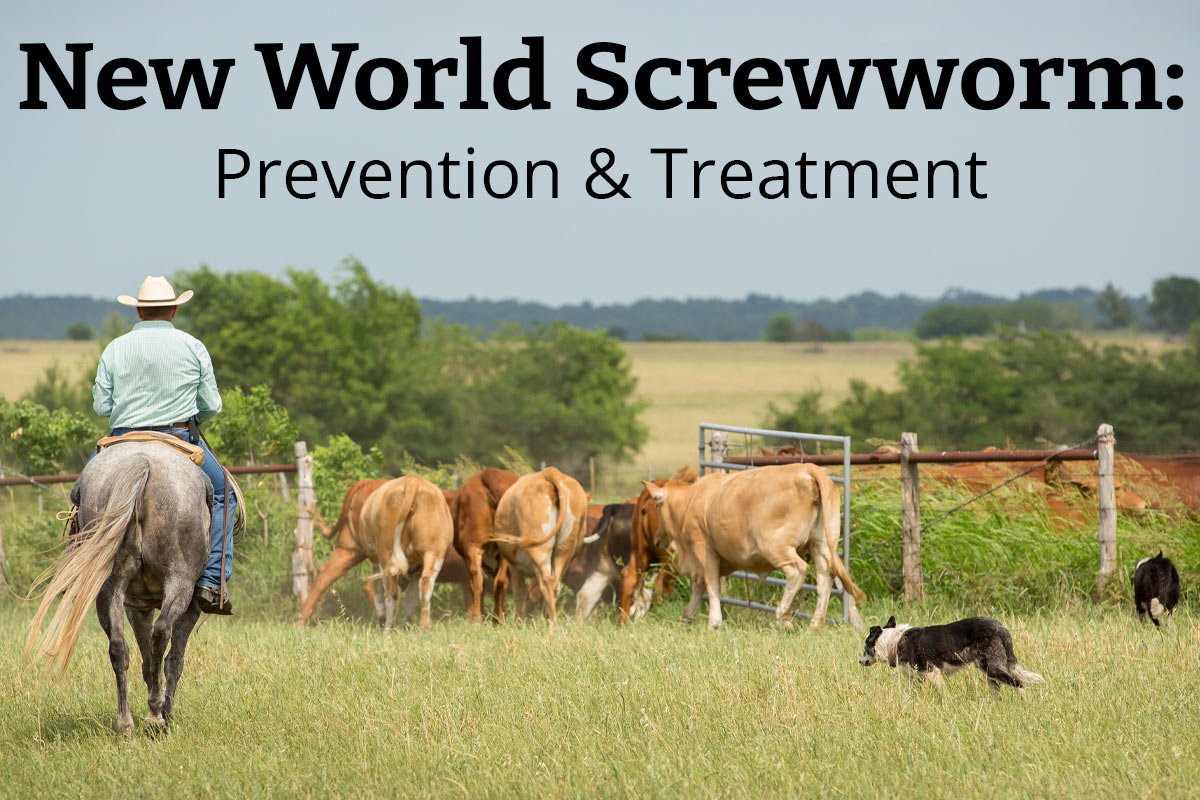New World Screwworm: Prevention & Treatment