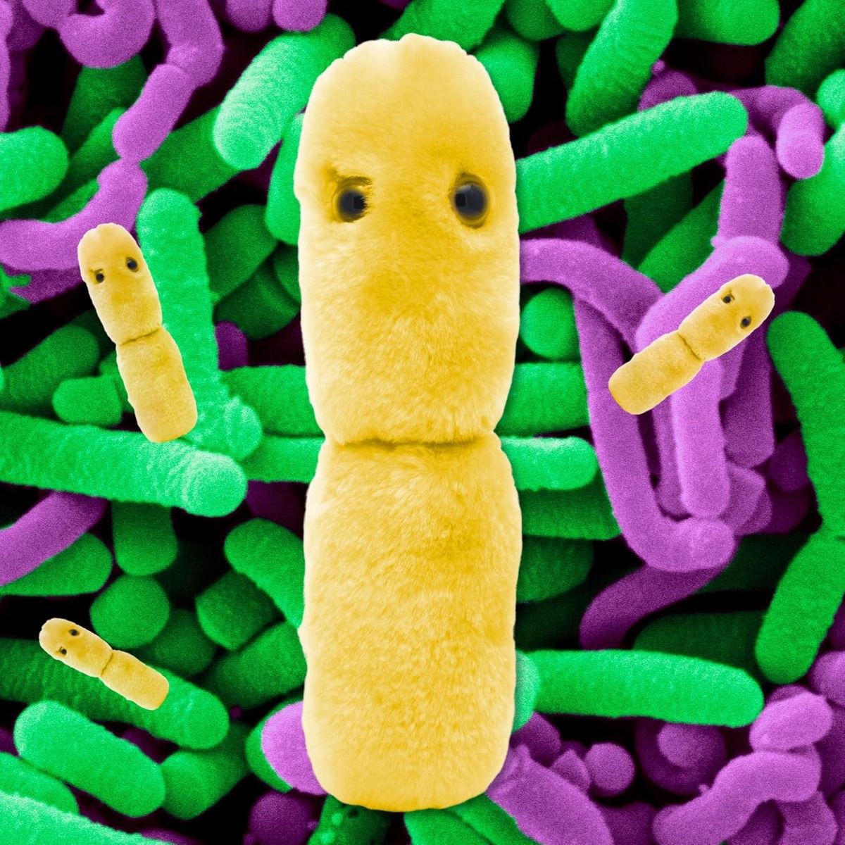 Acidophilus microbial