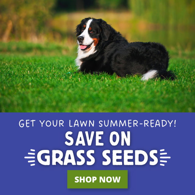 Get your lawn summer ready!