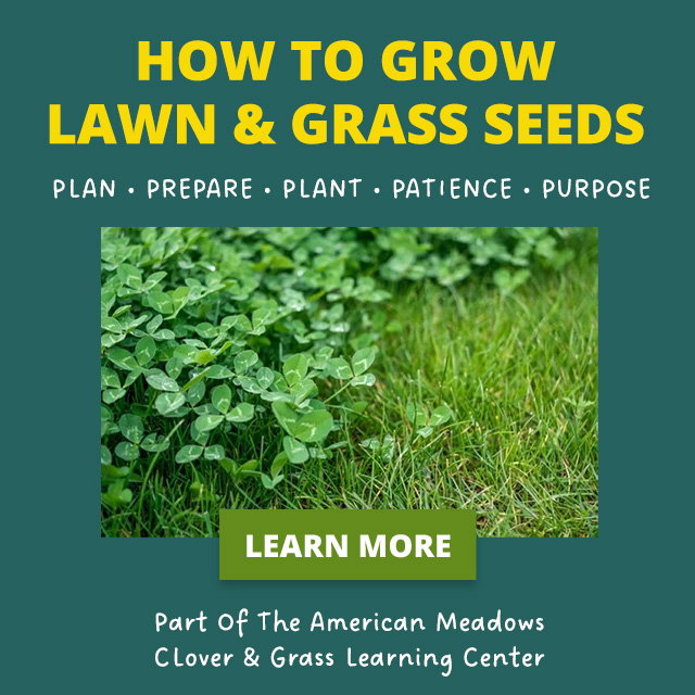 how to grow clover, grass & lawn mixe