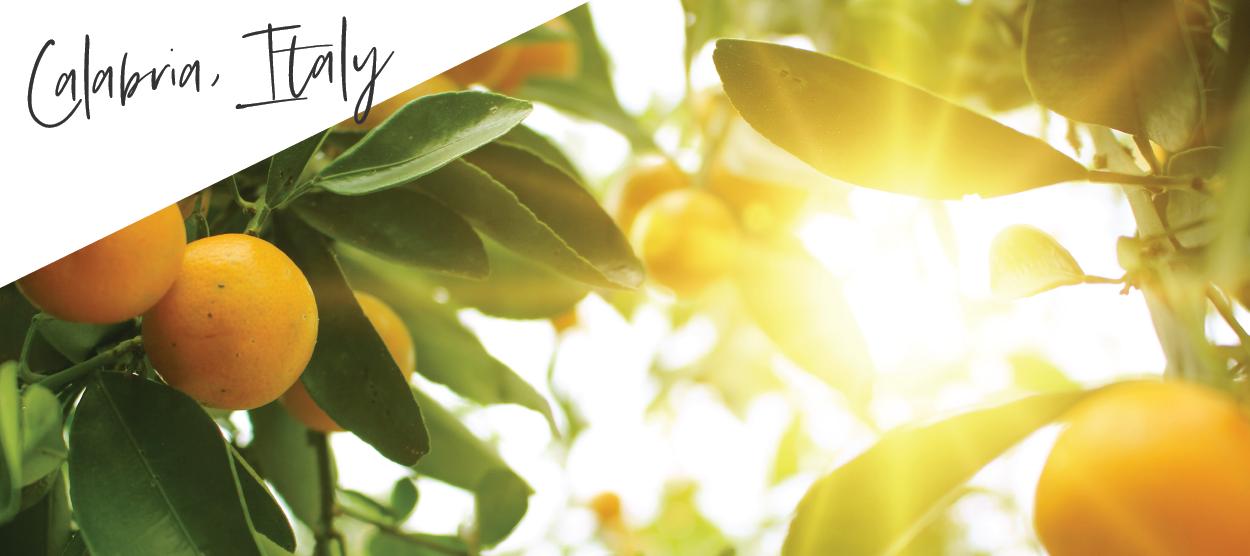 Our Citrus Bergamot is grown in Calabria, Italy