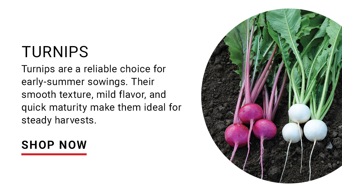 Turnips