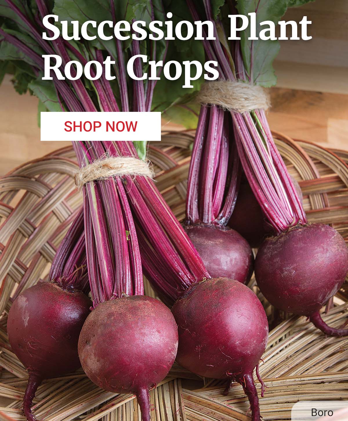 Succession Plant Root Crops - Shop Now