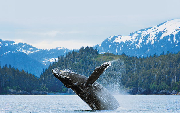 whale-Icy-Straight-Alaska