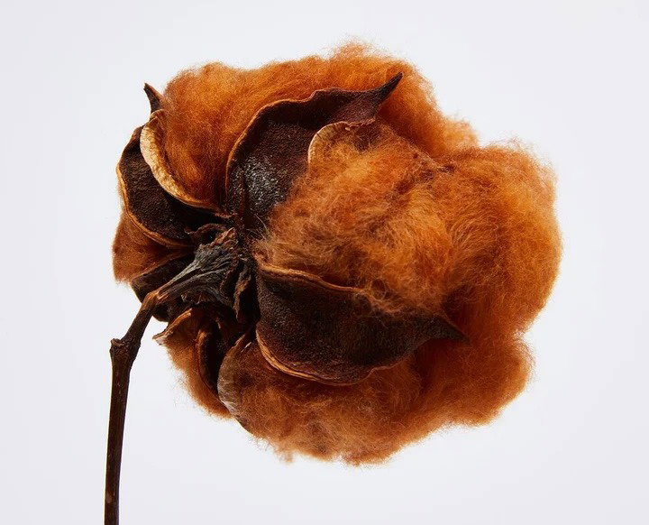 Heirloom Cotton