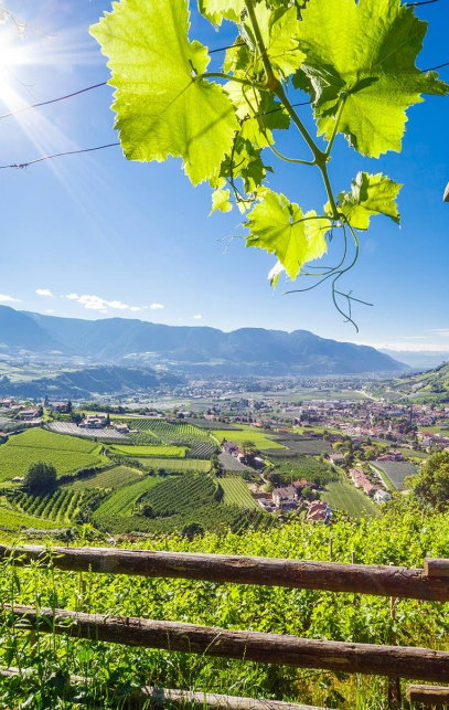 landschaft panorama mit weinreben in südtirol