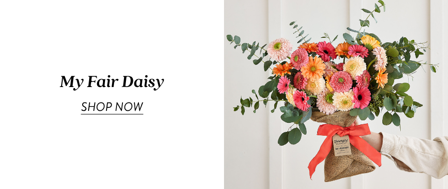 My Fair Daisy