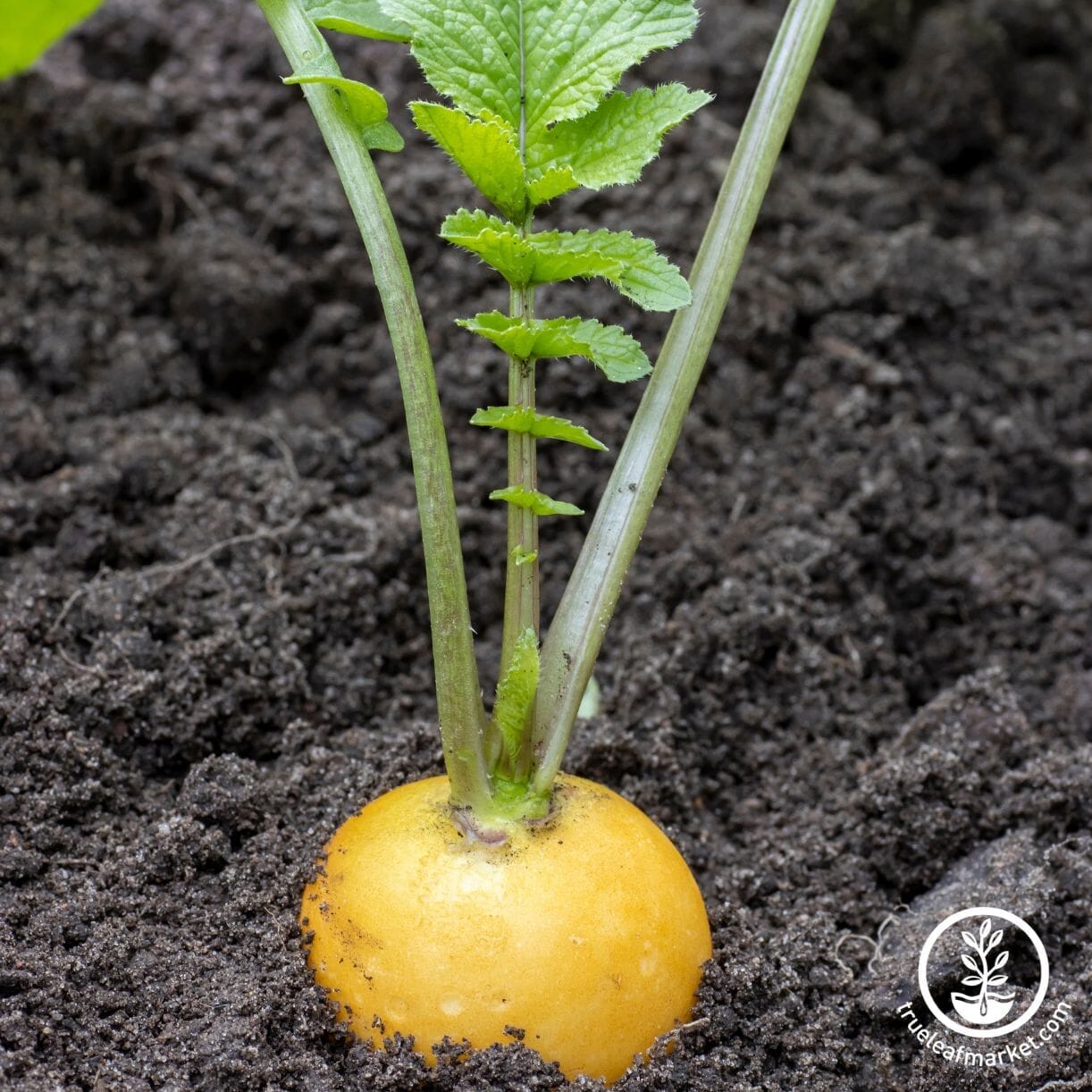 Radish Seeds - Golden Helios