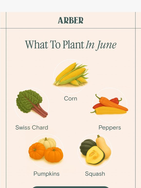 Summer's sweet spot for gardening ☀️