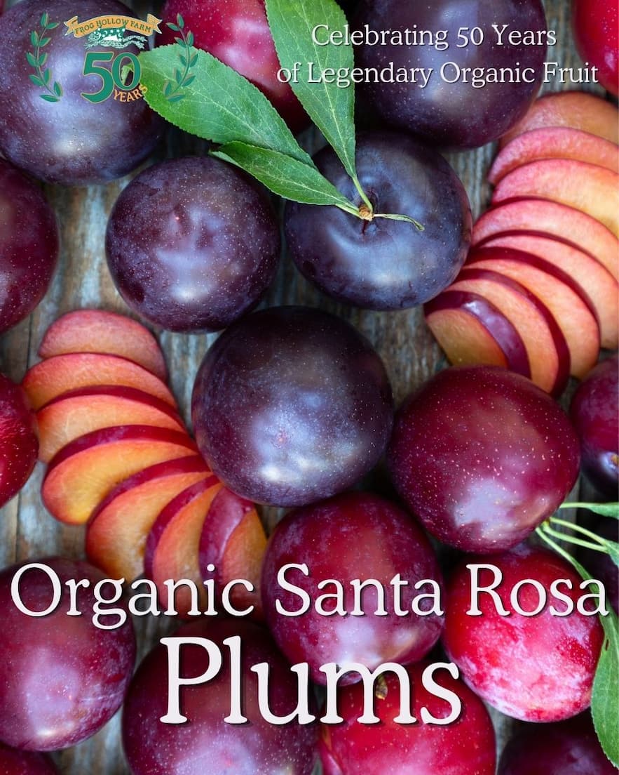Organic Santa Rosa Plums