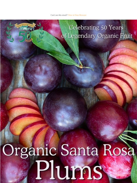 Taste the Magic of Organic Santa Rosa Plums! 😍