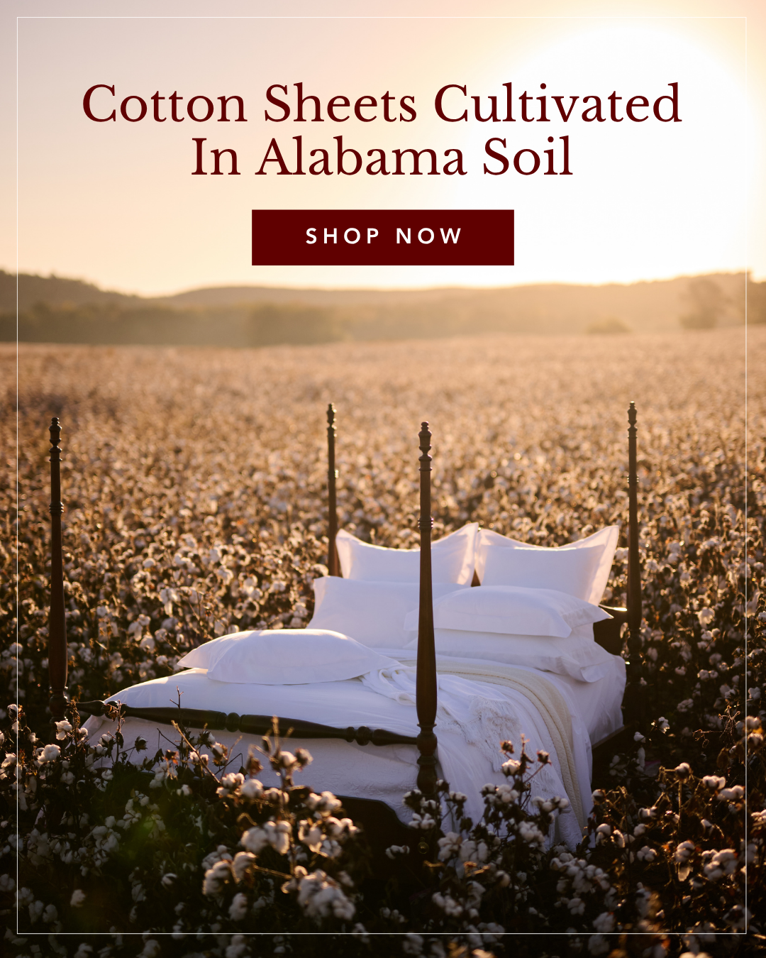 A four-poster bed with white sheets sits in the middle of a cotton field at sunset.