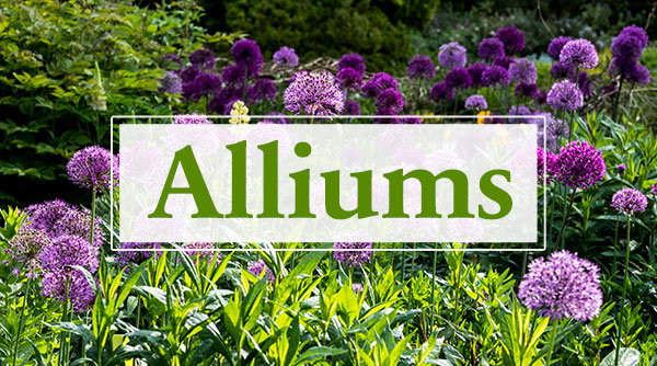 Alliums