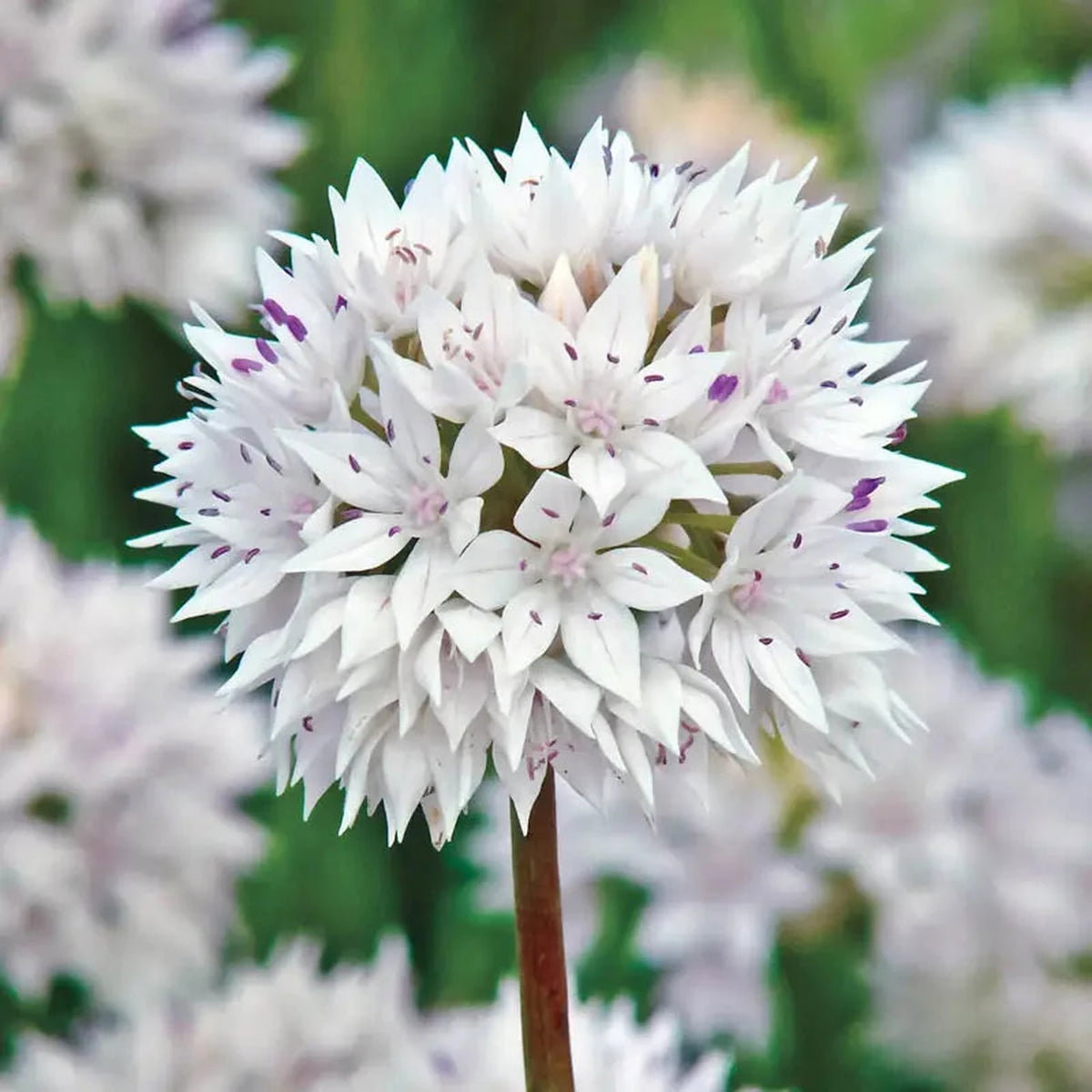 Graceful Beauty Allium
