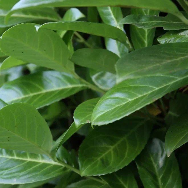 Laurel Hedging