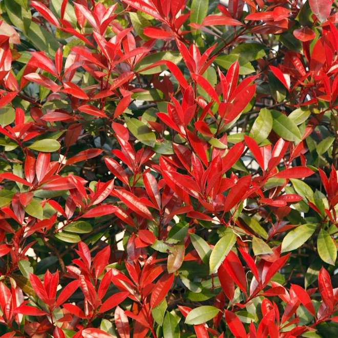 Box Hedging