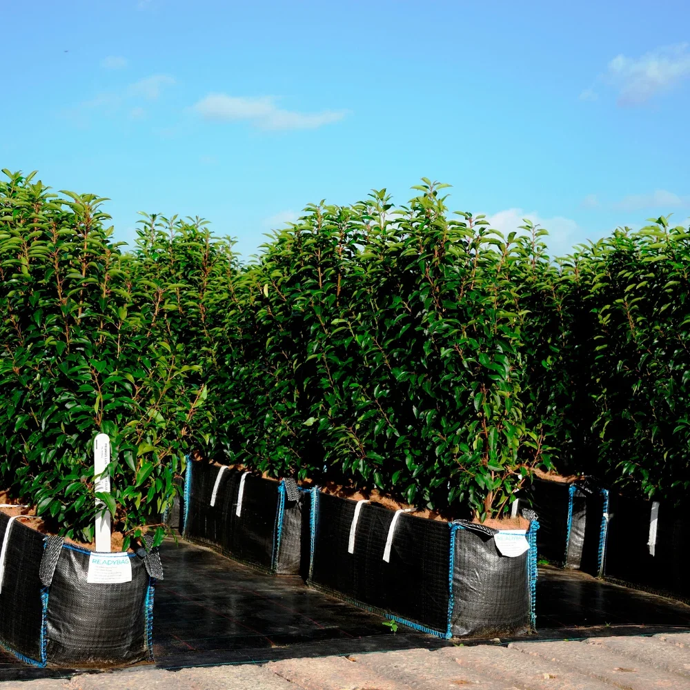 Instant Hedging