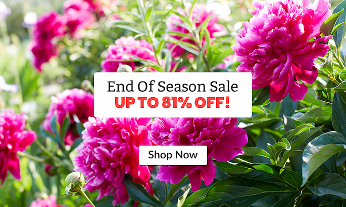 Spring-Planting: Up to 81% off