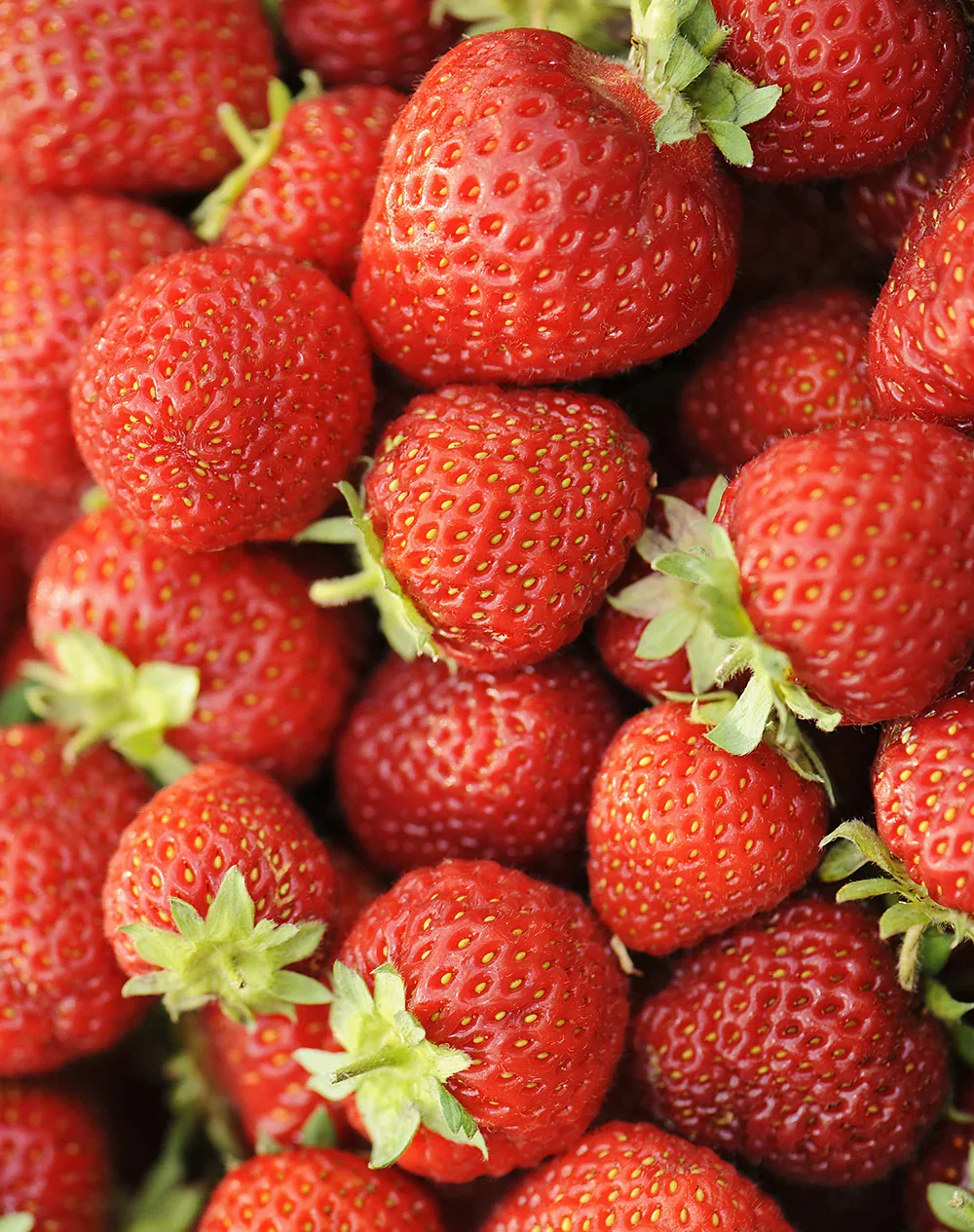 Image of Honeoye Junebearer Strawberry - 10 root divisions