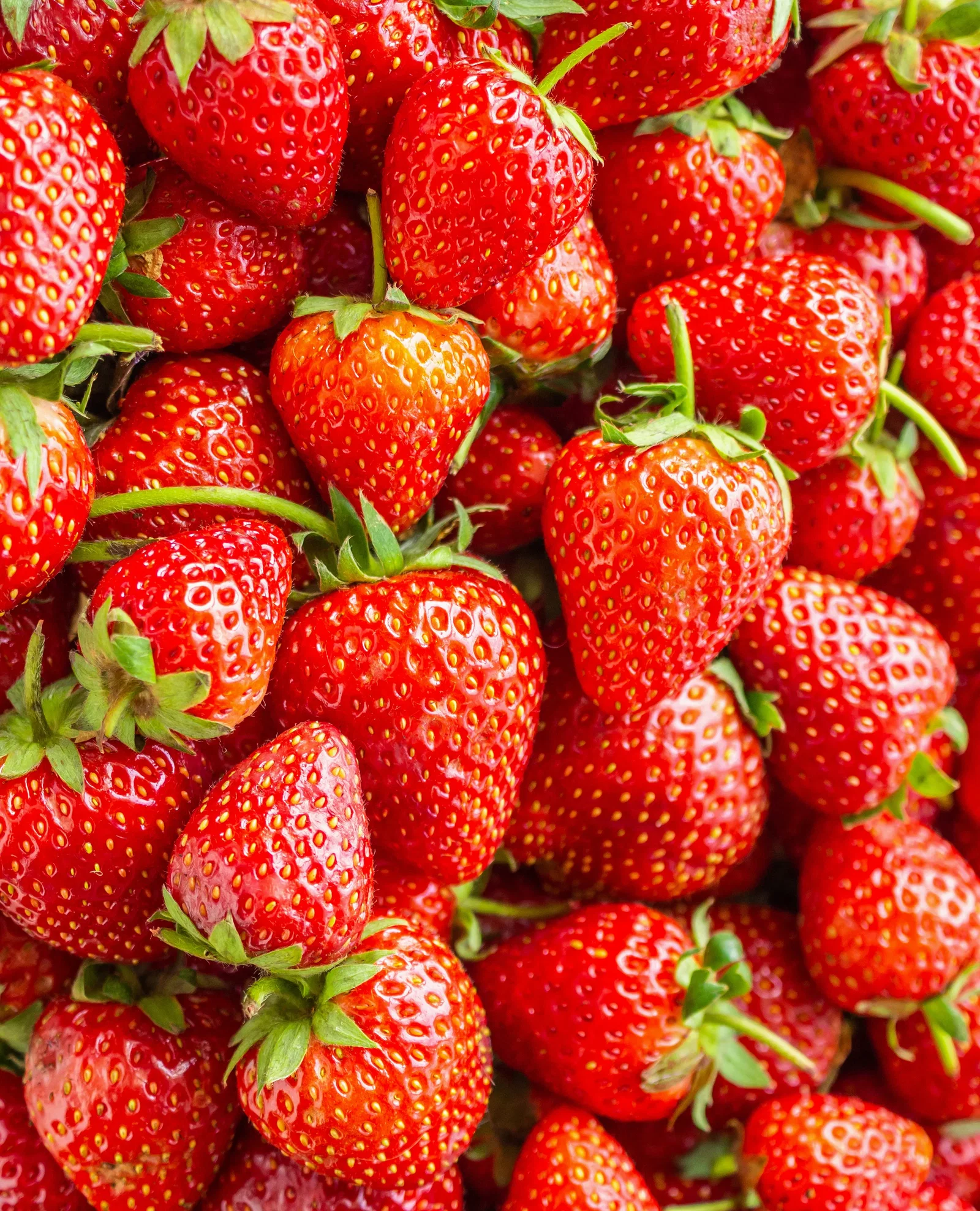 Image of Chandler Junebearer Strawberry - 10 root divisions