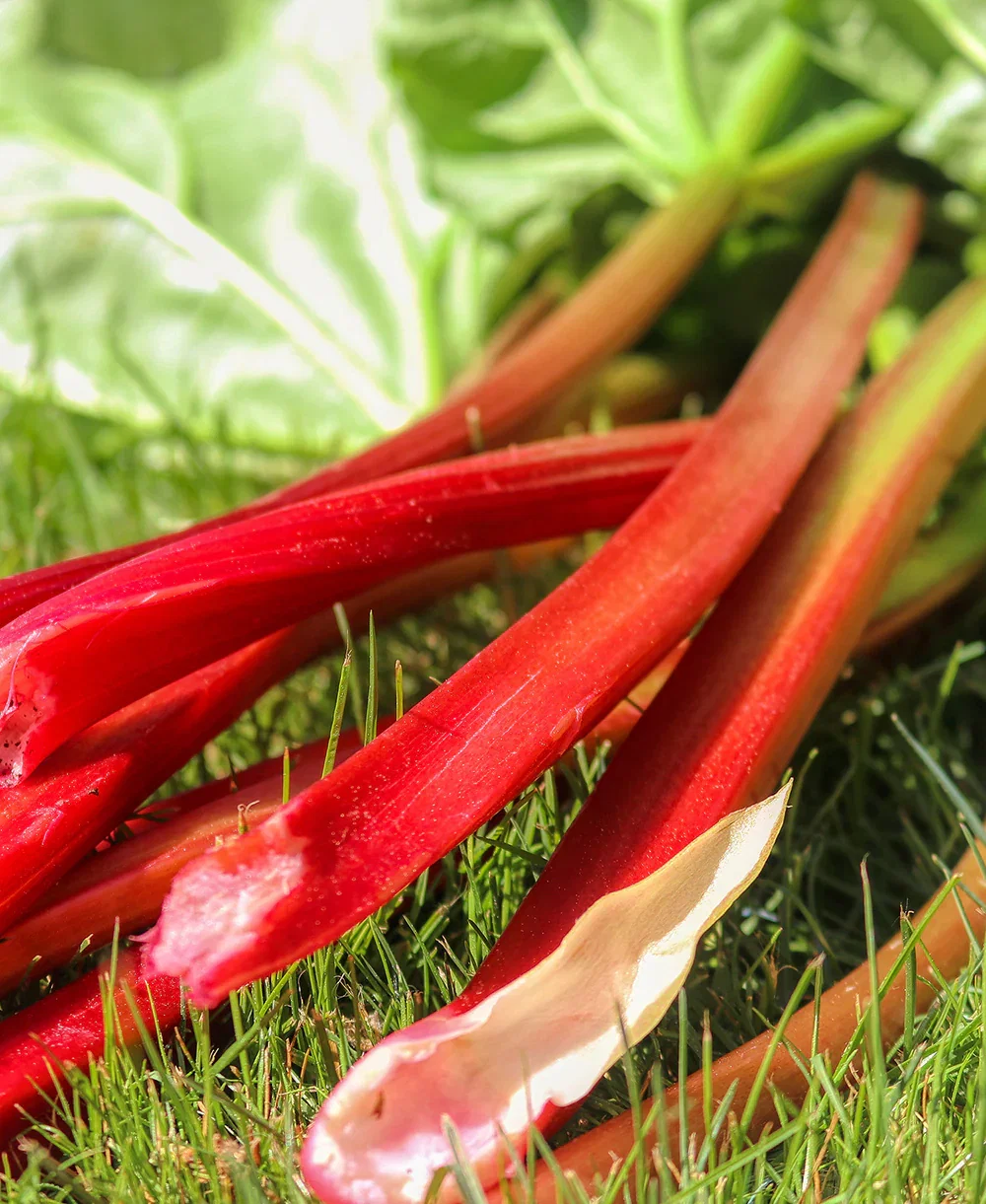 Image of Strawberry Red Rhubarb Crowns - 1 root division