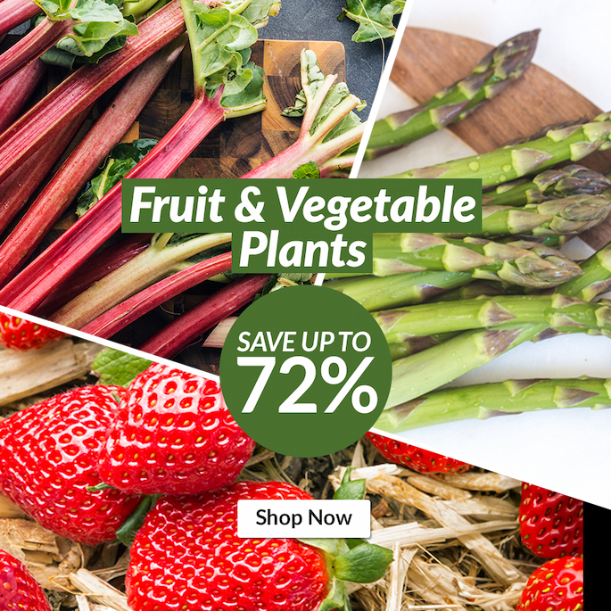 Fruit & Vegetable Plants: Up to 72% off