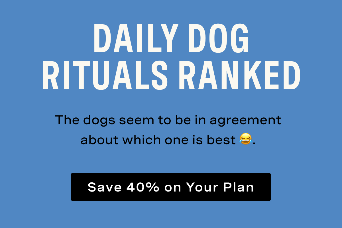 Daily Dog Rituals Ranked - The dogs seem to be in an agreement about which one is best. 
