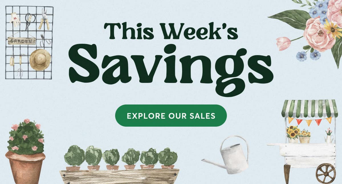 Explore our sales 